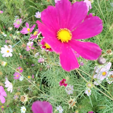 Sa Ljuljaskom Apartament